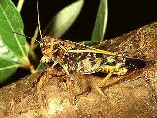 Figure 6. Wrinkled grasshopper, Hippiscus ocelete (Scudder).