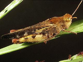 Figure 3. Southern greenstriped grasshopper, Chortophaga australior (Rehn & Hebard).