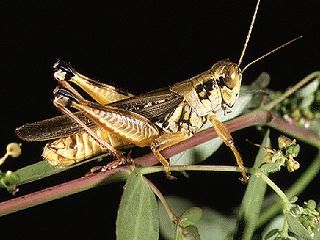 Figure 4. Southern redlegged grasshopper, Melanoplus propinquus (Scudder).