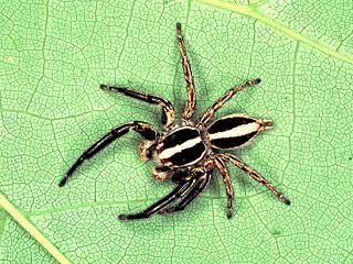 Figure 2. Jumping spiders in the genus Plexippus (Figure 2) are commonly found on or around buildings.