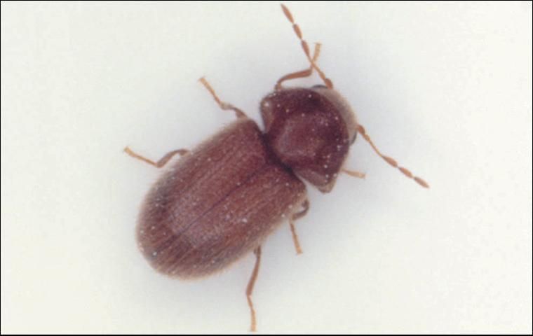 Figure 6. Drugstore beetle, Stegobium paniceum.