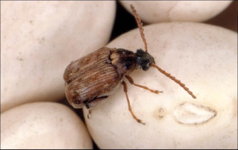 Figure 7. Weevil (family Bruchidae).