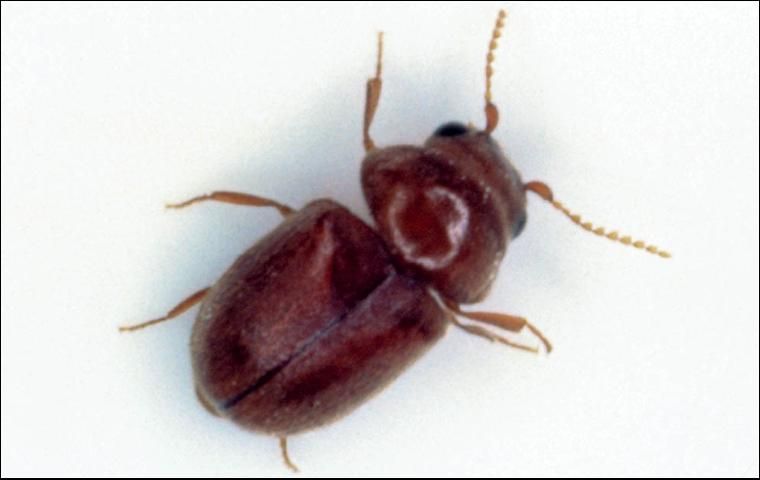 Figure 5. Cigarette beetle, Lasioderma serricorne.