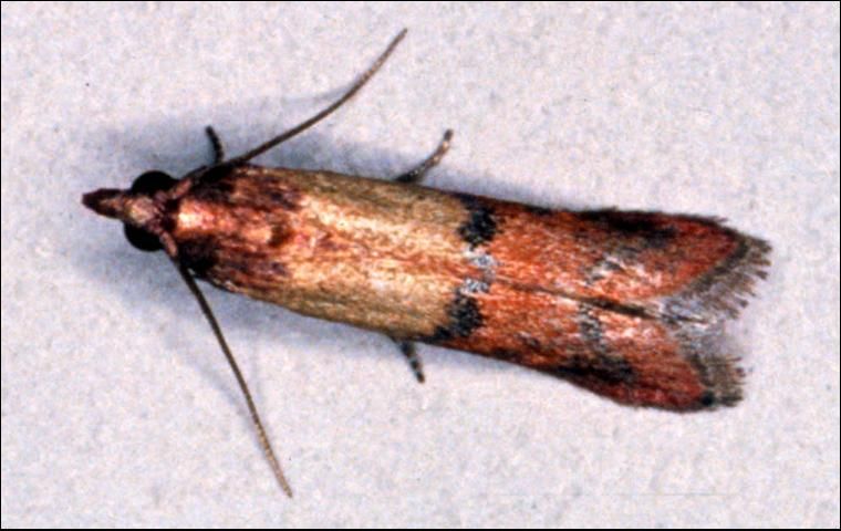 Figure 10. Indian meal moth, Plodia interpunctella.