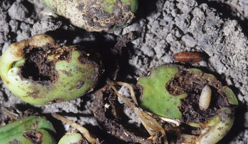 Figure 2. Late instar larva and pupa of the seedcorn maggot, Delia platura (Meigen), showing seed damage.