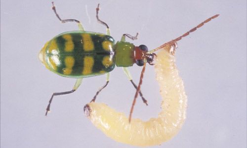 Figure 2. Larvae and adult banded cucumber beetle, Diabrotica balteata LeConte.