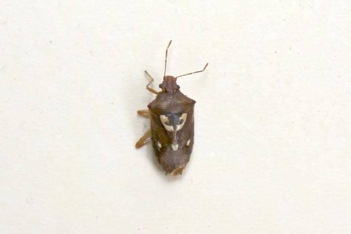 Figure 4. The stink bug Oebalus insularis was first reported in Florida rice in 2010. The adult is shown.