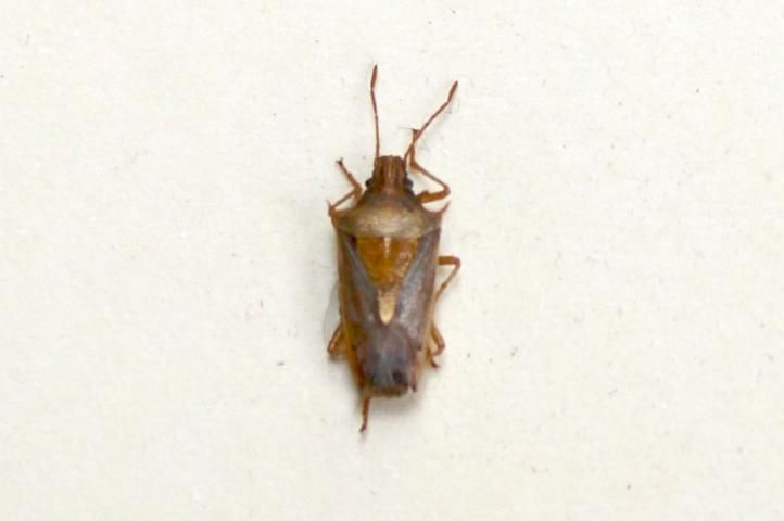 Figure 2. The most abundant rice stink bug in Florida rice is Oebalus pugnax. The adult is shown.