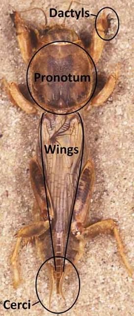 Figure 8. Tawny mole cricket adult.