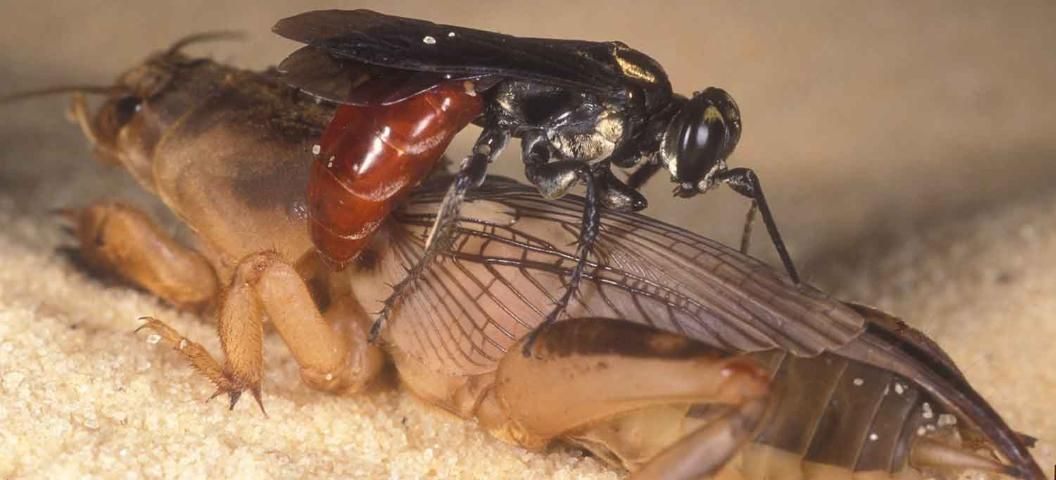 Figure 13. Larra wasp laying an egg onto a tawny mole cricket adult.