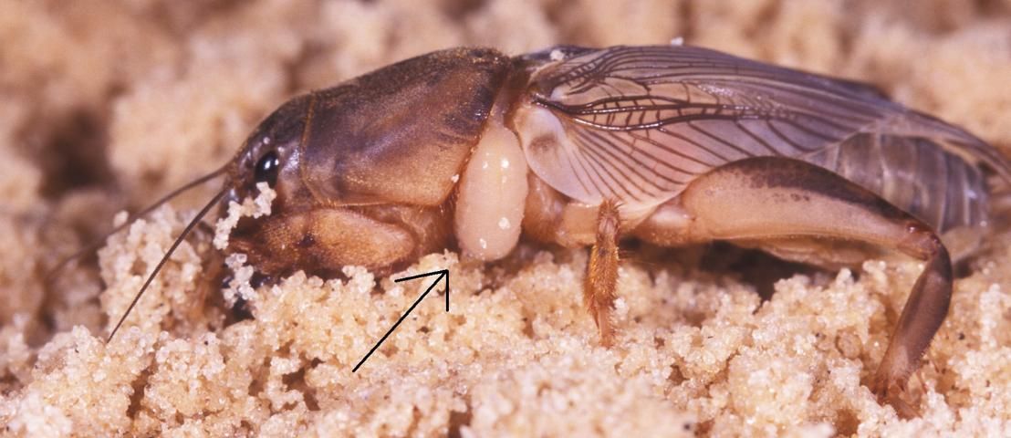 Figure 14. Larra wasp larva feeding on a tawny mole cricket adult.