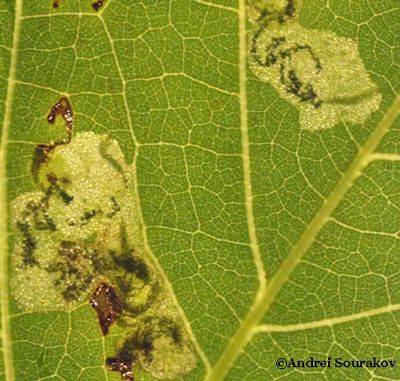Figure 6. Mines of the erythrina leafminer (Leucoptera erythrinella) in the leaf of the coral bean plant (Erythrina herbacea).