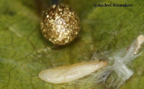 Figure 9. Pupa (removed from cocoon) of erythrina leafminer (Leucoptera erythrinella) next to a pin head.
