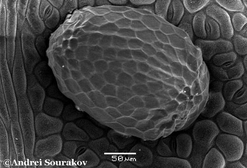 Figure 4. Scanning Electron Micrograph of the egg of the erythrina leafminer (Leucoptera erythrinella).