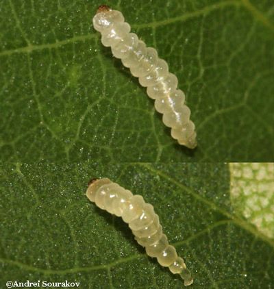 Figure 5. Motion of the mature larva of erythrina leafminer (Leucoptera erythrinella) emerged from the leaf of the coral bean plant (Erythrina herbacea) prior to pupation.