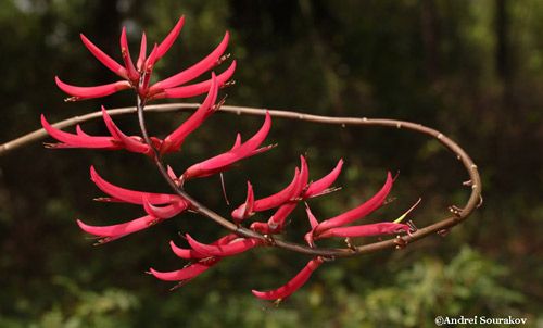 Figure 12. An inflorescence of the coral bean plant (Erythrina herbacea).