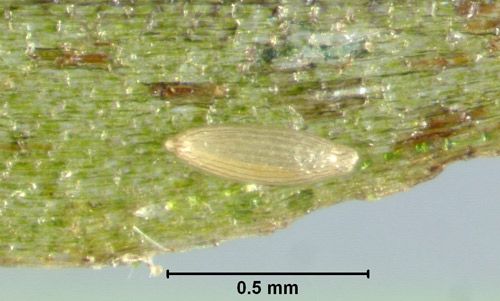Figure 2. Egg of hydrilla leaf mining fly, Hydrellia spp