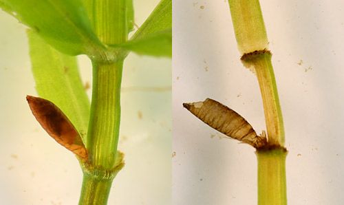 Figure 4. Puparium of hydrilla leaf mining fly, Hydrellia spp, left photo puparium containing pupa and right photo empty puparium.