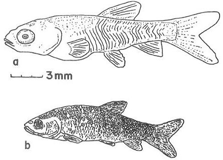 Figure 5. Postlarval development of grass carp, Ctenopharyngodon idella Val. a. fry and b. fingerling.