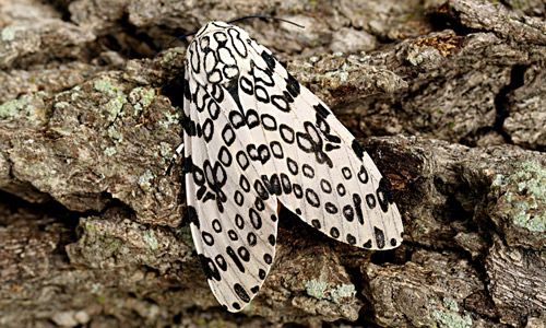 Figure 1. Giant leopard moth, Hypercompe scribonia (Stoll 1790).