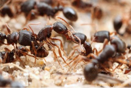 Immigrant pavement ants from neighboring colonies fight for control over territory. 