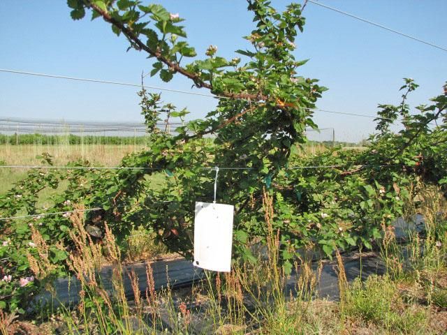 White sticky trap on blackberry bush.