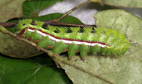 Figure 13. Io moth, Automeris io (Fabricius), full-grown larva.