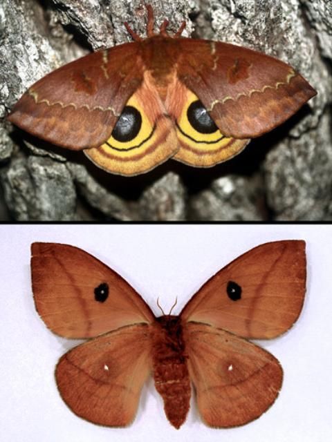 Figure 18. Female io moth, Automeris io (Fabricius), dorsal (top) and ventral (bottom) aspects.