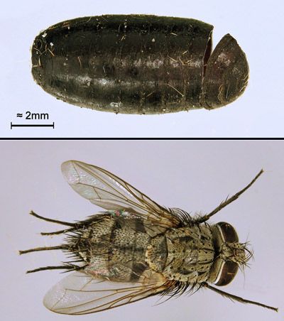 Figure 23. Tachinid fly parasitoid of Automeris io (Fabricius). Purparial shell (top) and adult fly that emerged from it (bottom).