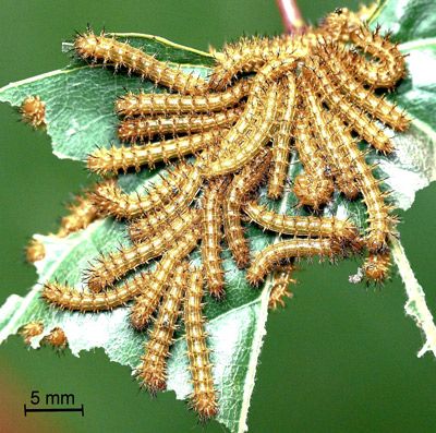 Figure 8. Io moth larvae, Automeris io (Fabricius), second instars.