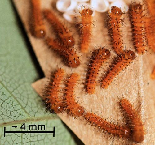 Figure 6. Io moth, Automeris io (Fabricius), newly hatched larvae.