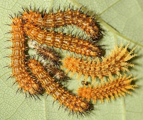 Figure 10. Io moth larvae, Automeris io (Fabricius), third to fourth instar molt.