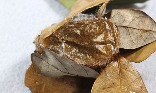 Figure 14. Io moth cocoon, Automeris io (Fabricius), with dead leaf removed for photography.