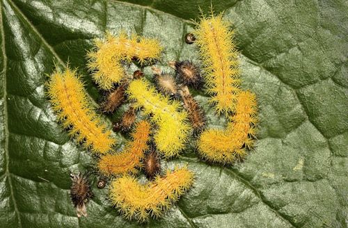 Figure 12. Io moth larvae, Automeris io (Fabricius), fourth to fifth instar molt.