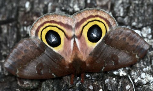 Figure 25. Io moth, Automeris io (Fabricius), adult female in startle posture.