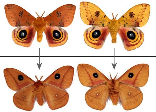 Figure 19. Male Io moths, Automeris io (Fabricius), showing some of the range of color variation - dorsal (top) and ventral (bottom) aspects. The male on the left was from a diapausing pupa - the one on the right from a non-diapausing pupa.