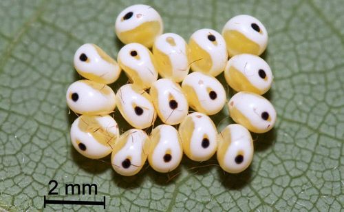 Figure 5. Io moth, Automeris io (Fabricius), 8 day old eggs.