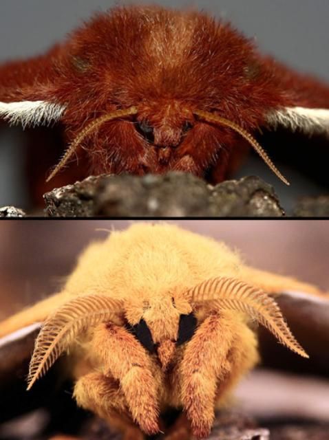 Figure 17. Io moth, Automeris io (Fabricius), female (top) and male (bottom) antennae.