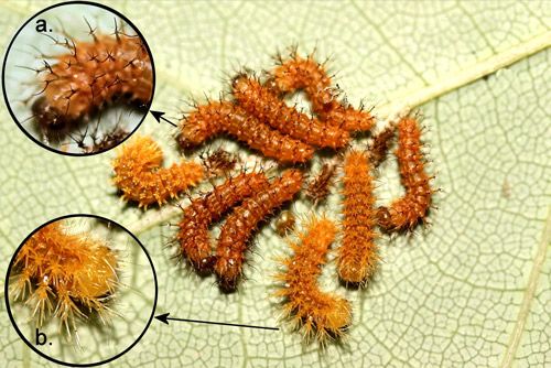 Figure 7. Io moth larvae, Automeris io (Fabricius), first (inset a.) to second (inset b.) instar molt.