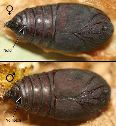 Figure 16. Io moth, Automeris io (Fabricius), female (top) and male (bottom) pupae.