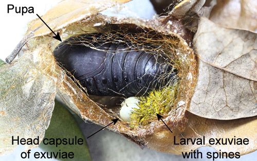 Figure 15. Io moth, Automeris io (Fabricius), cocoon opened to show larval exuviae and pupa.