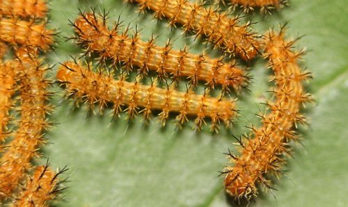 Figure 9. Io moth larvae, Automeris io (Fabricius), third instars.