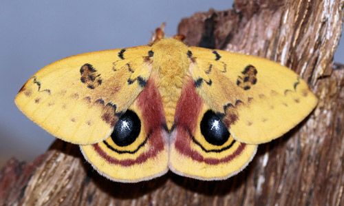 Figure 1. Male Io moth, Automeris io (Fabricius).