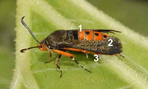 Figure 5. Adult squash vine borer, Melittia cucurbitae (Harris). (1) Abdomen covered by orange to reddish hairs and punctuated with black dots dorsally. (2) Front wings covered by scales that give them a metallic green to black sheen. (3) Hind legs covered with long black hairs inside and orange hairs outside.