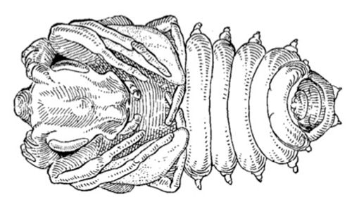 Figure 4. Ventral view of a Ripiphorus pupa.