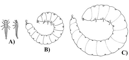 Figure 6. First larval instar phases: A) dorsal and lateral view of the host-seeking phase, B) lateral view of the overwintering endoparasitic phase, C) lateral view of the final endoparasitic phase immediately prior to emerging from the bee pre-pupa and molting to the second instar.