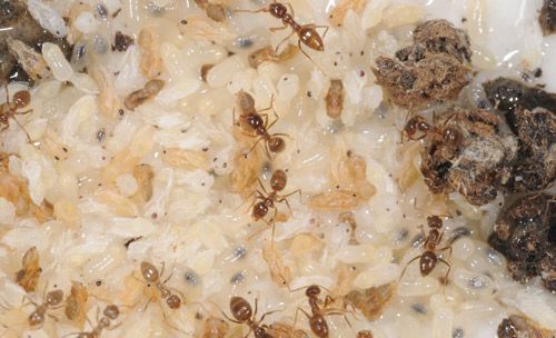 Figure 4. Tawny crazy ant, Nylanderia fulva (Mayr), workers tending brood.