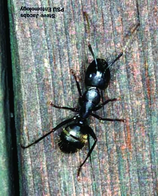 Figure 2. A black carpenter ant adult worker.