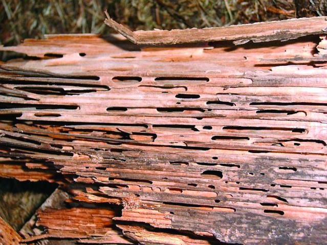 Figure 10. Carpenter ant damage to wood.