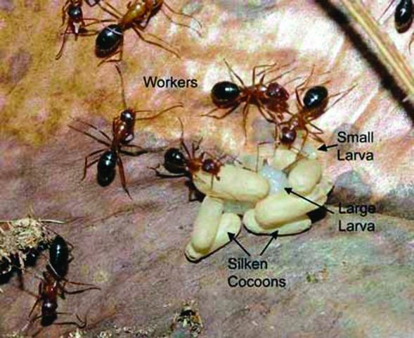 Figure 7. Adult workers and brood (larvae and pupae) of the Florida carpenter ant.